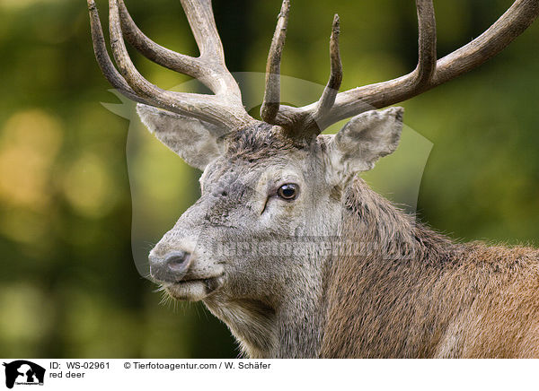 red deer / WS-02961