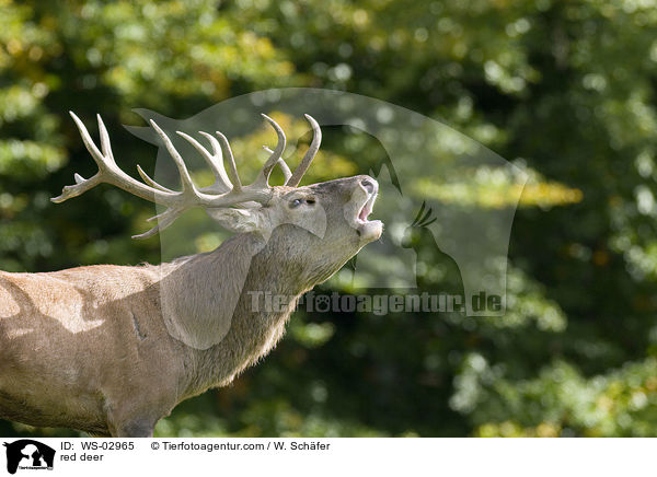 red deer / WS-02965