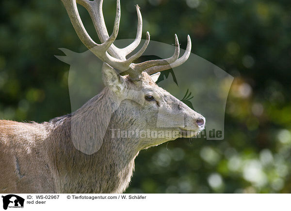 red deer / WS-02967