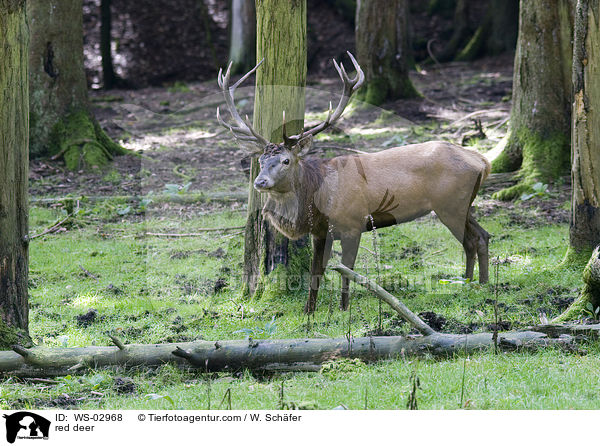red deer / WS-02968