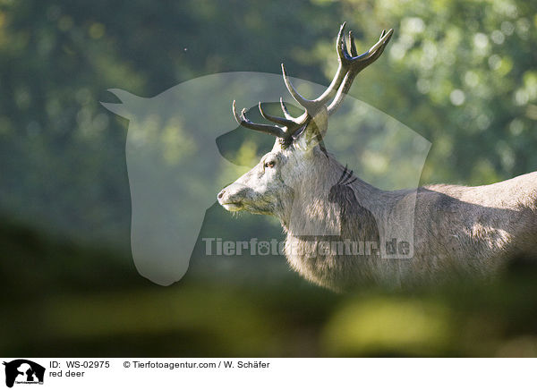 red deer / WS-02975