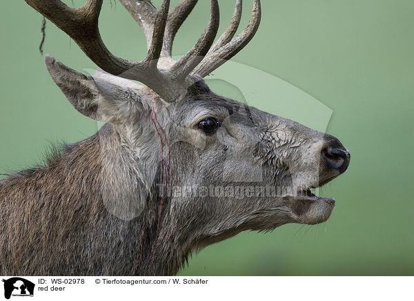red deer / WS-02978