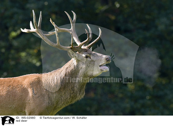 red deer / WS-02980