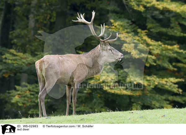 red deer / WS-02983