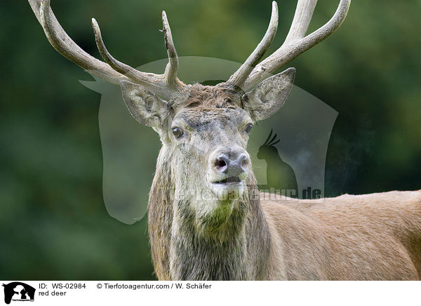 red deer / WS-02984