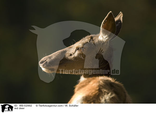 red deer / WS-02992