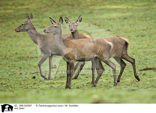 Rotwild / red deer / WS-02997