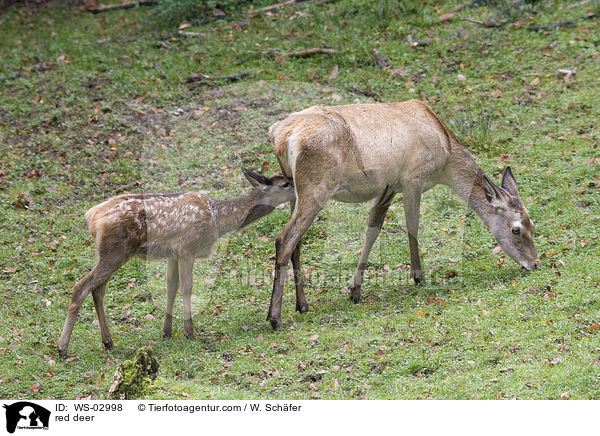 red deer / WS-02998