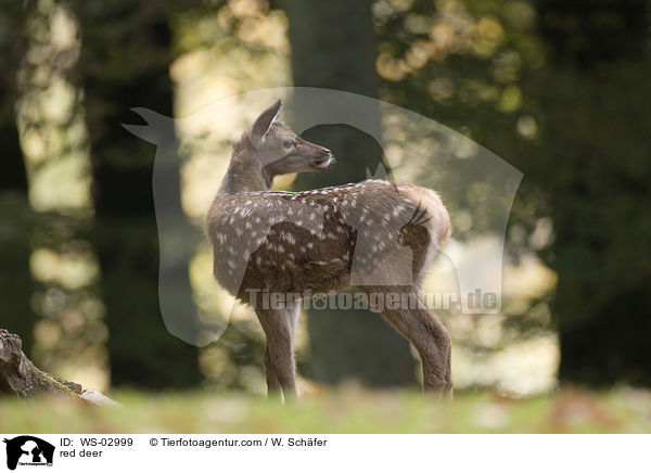 red deer / WS-02999