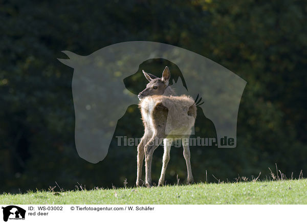 red deer / WS-03002
