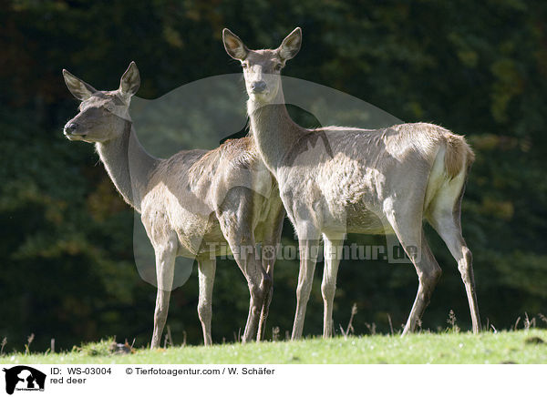 red deer / WS-03004