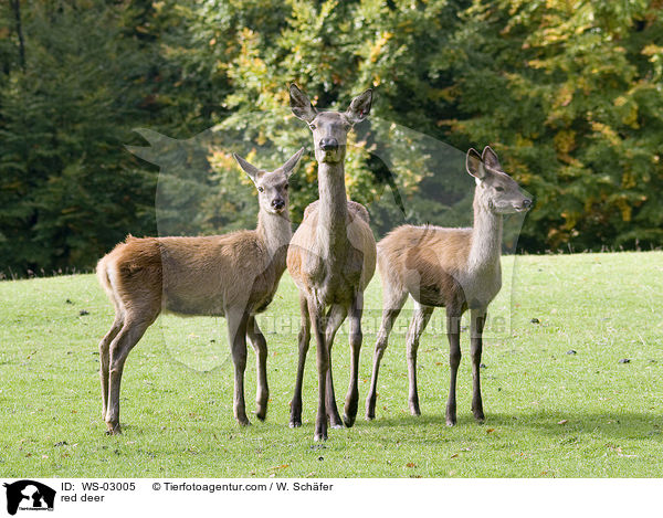 red deer / WS-03005