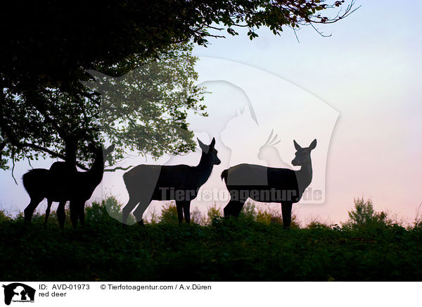 red deer / AVD-01973