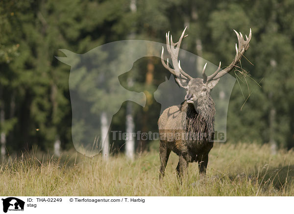 stag / THA-02249