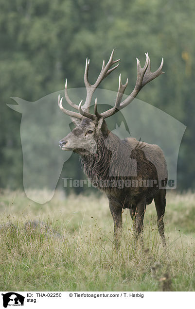 stag / THA-02250