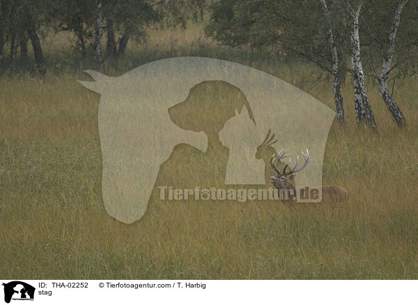 stag / THA-02252