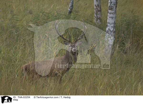 stag / THA-02254