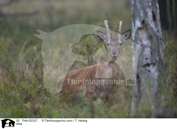 stag / THA-02327
