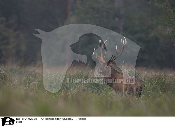 stag / THA-02328