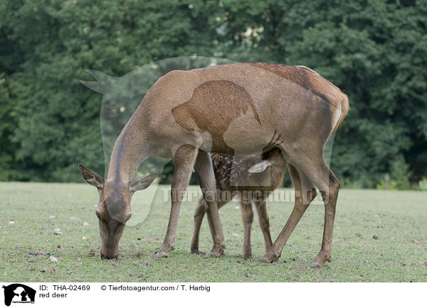 Rotwild / red deer / THA-02469