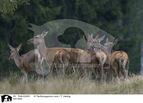 red deer / THA-02491