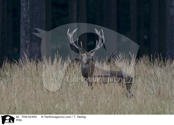 stag / THA-02494
