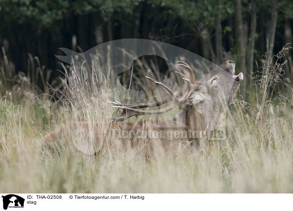 stag / THA-02508