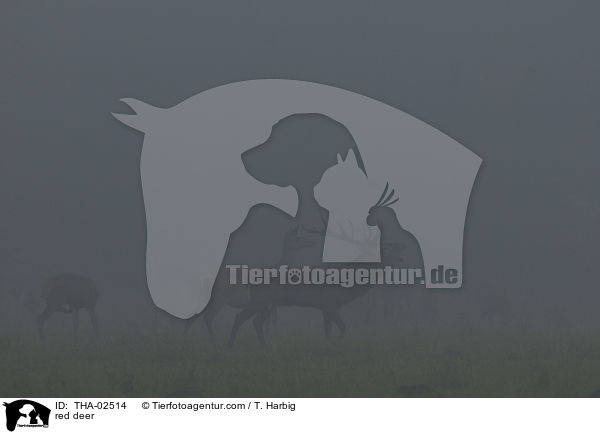 Rotwild / red deer / THA-02514