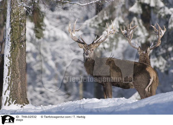 stags / THA-02532