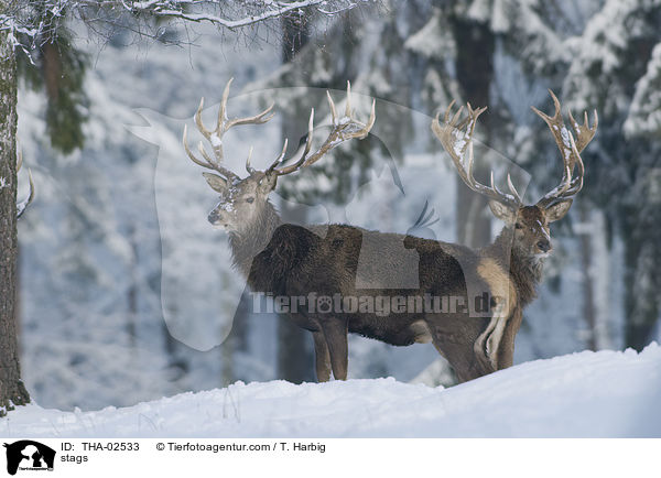 stags / THA-02533