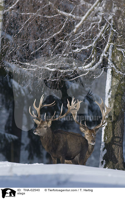 stags / THA-02540