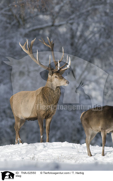 stag / THA-02550