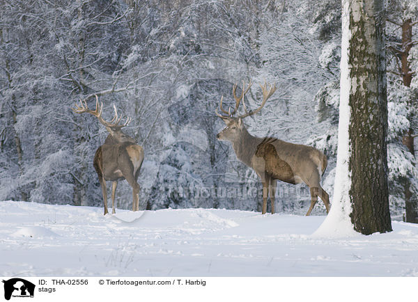 stags / THA-02556