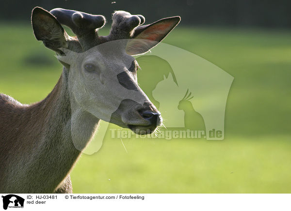 red deer / HJ-03481
