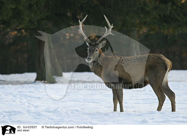 red deer / HJ-03507