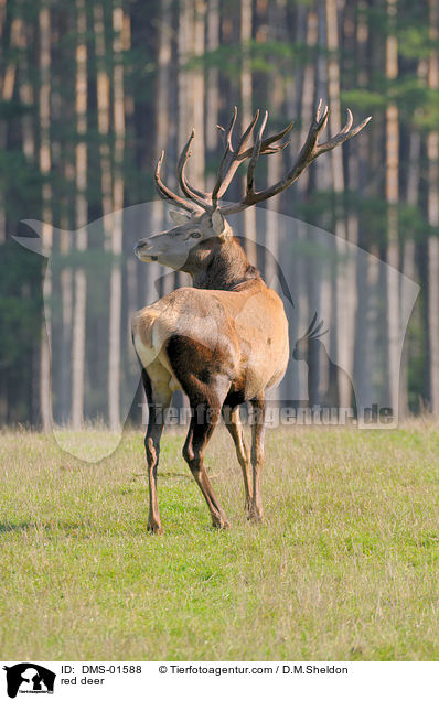 red deer / DMS-01588