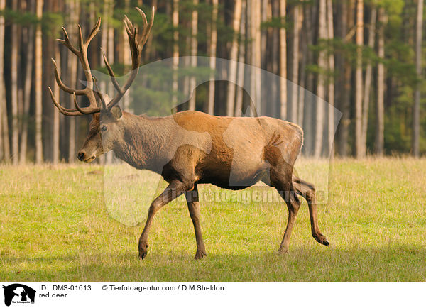 red deer / DMS-01613