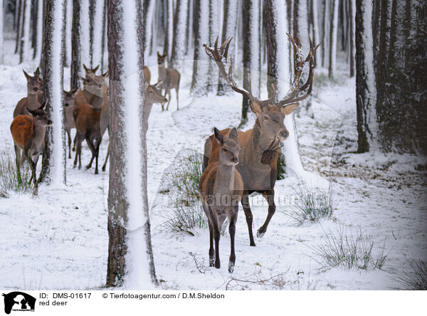 red deer / DMS-01617