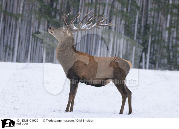 red deer / DMS-01626