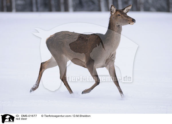 red deer / DMS-01677