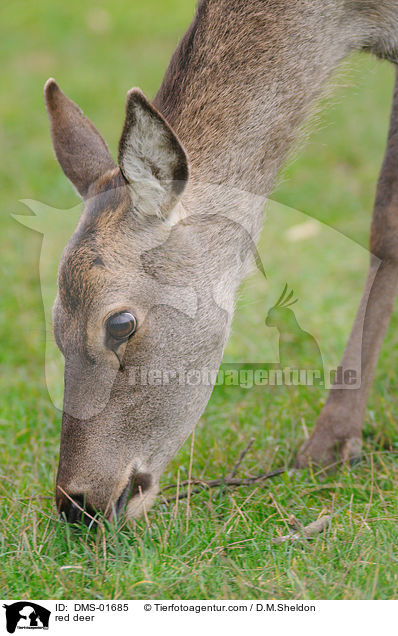 red deer / DMS-01685