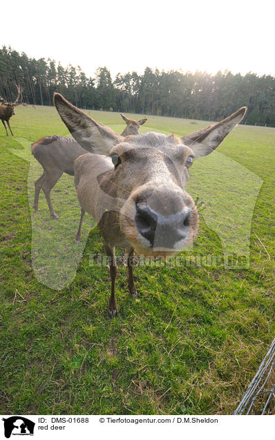 red deer / DMS-01688