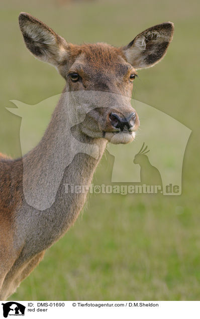 red deer / DMS-01690