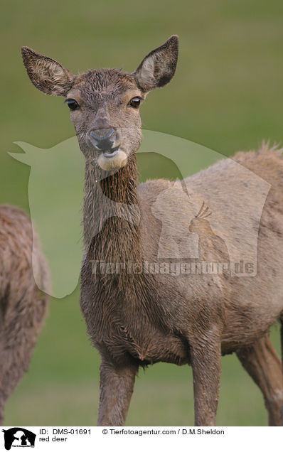 red deer / DMS-01691