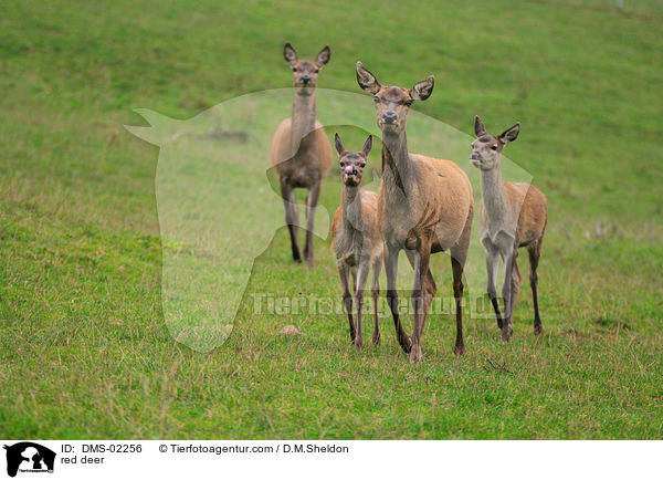 red deer / DMS-02256