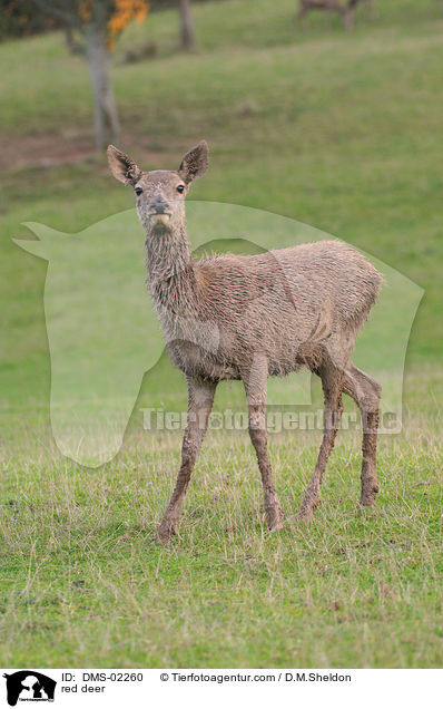 red deer / DMS-02260