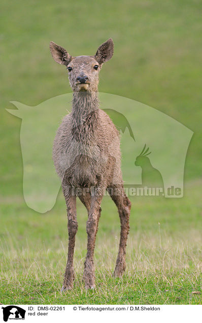 red deer / DMS-02261