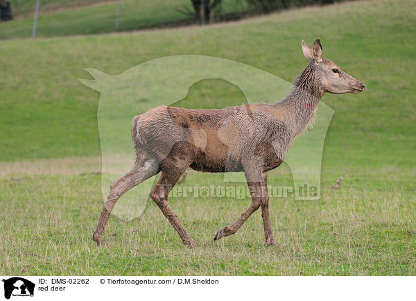 red deer / DMS-02262