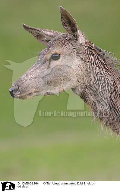 red deer / DMS-02264
