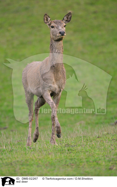 Rotwild / red deer / DMS-02267
